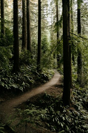 A trail through dense old-growth forest in the Willamette National Forest